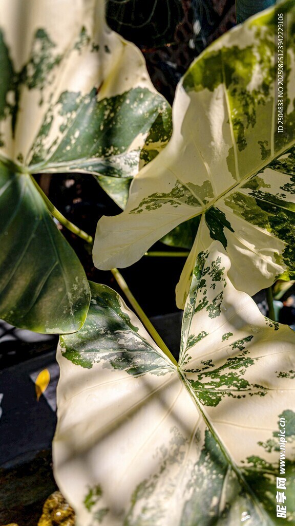 花叶植物特写