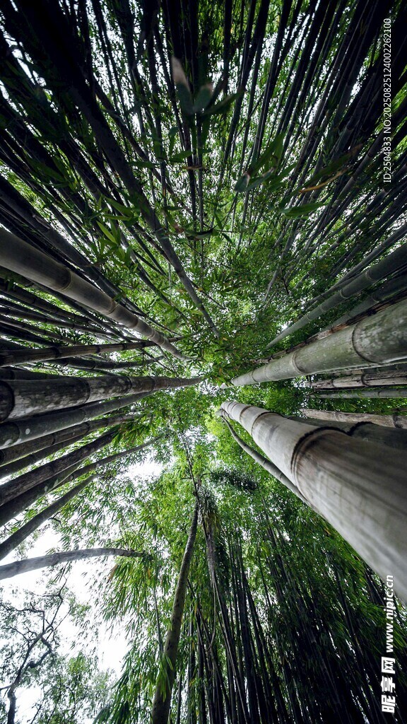 竹林仰望 绿意盎然的自然景致