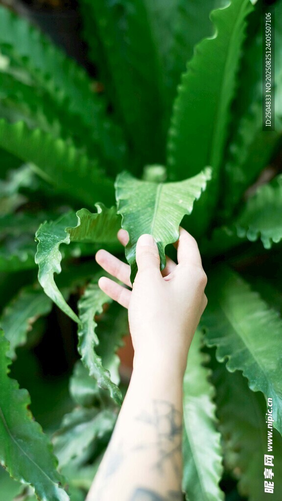 手触翠绿带刺植物叶片