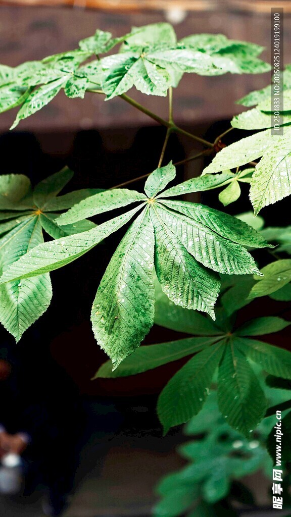 翠绿繁茂的掌状叶片植物