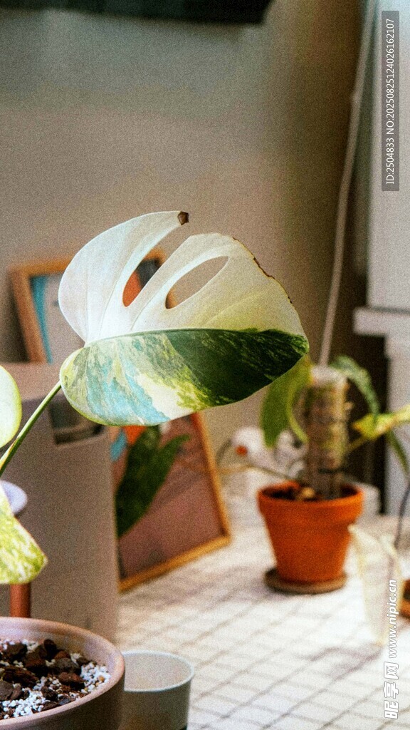 室内绿植盆栽组合展示