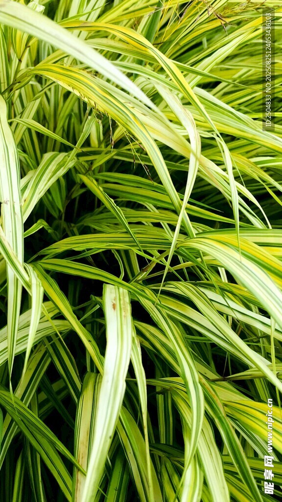 翠绿细长叶片的植物