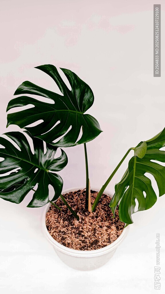 白色花盆中的龟背竹植物