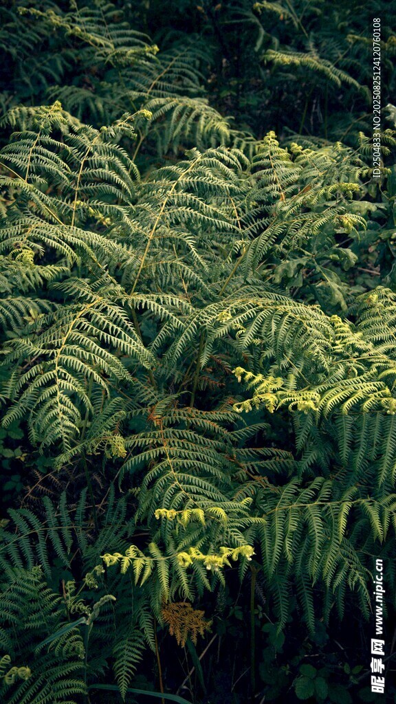 茂密蕨类植物景观