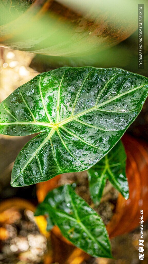 翠绿脉络独特的室内观叶植物