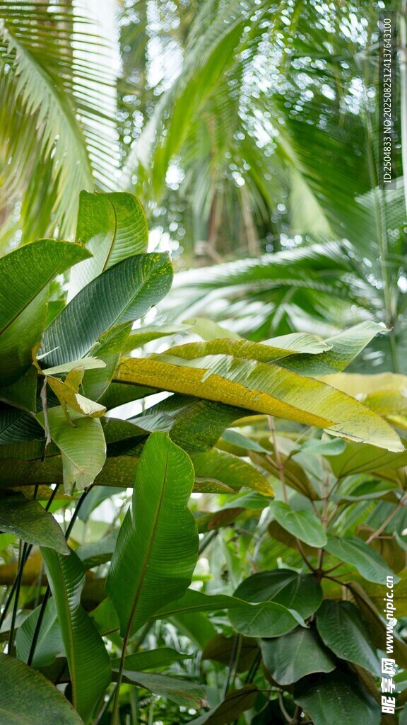 繁茂热带植物叶片特写