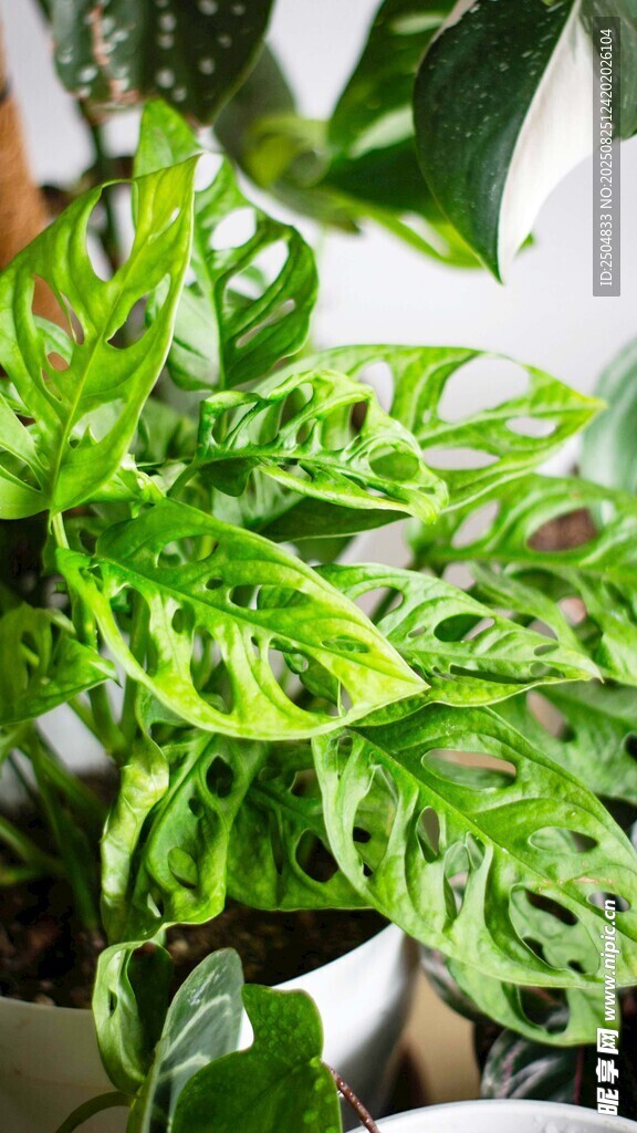翠绿龟背竹盆栽植物
