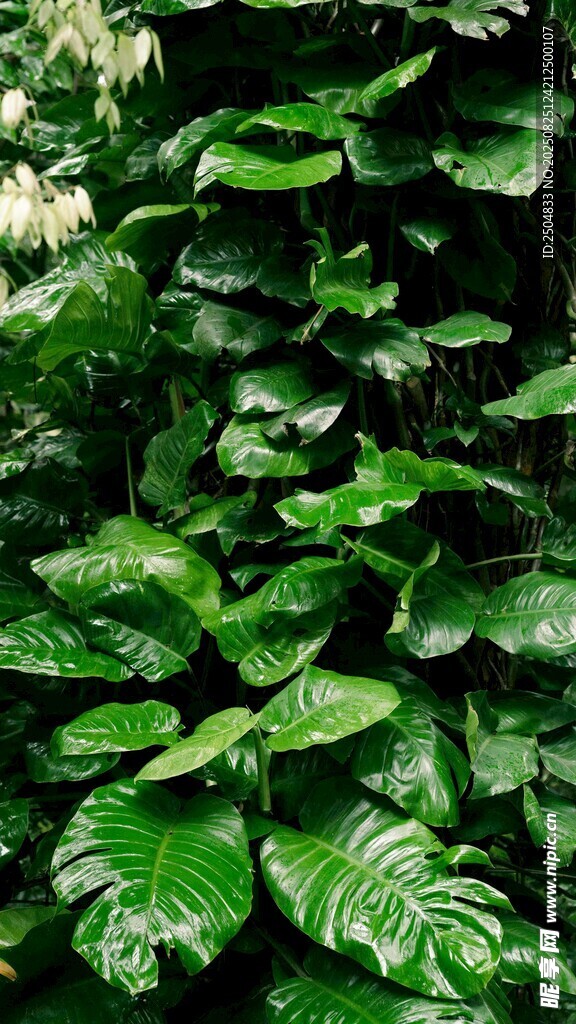 翠绿繁茂的热带植物景观