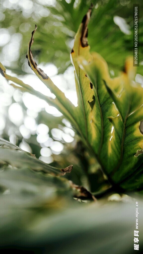 翠绿植物特写