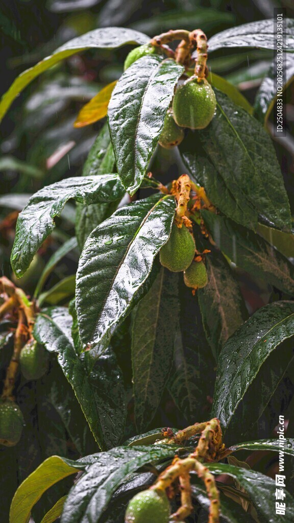 患病的植物叶片特写