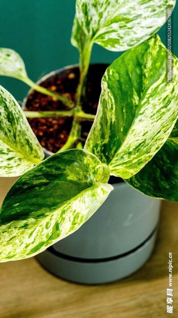 绿植盆栽特写