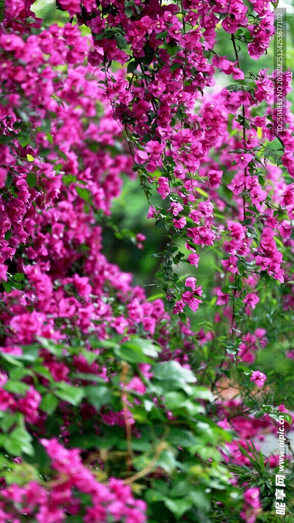 艳丽紫花绽放