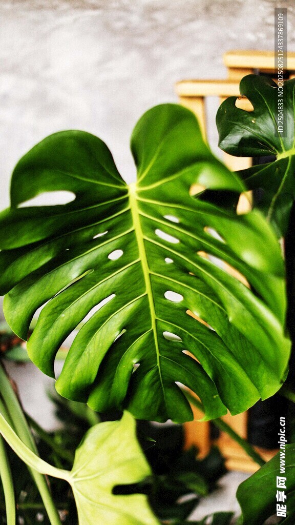龟背竹绿植特写