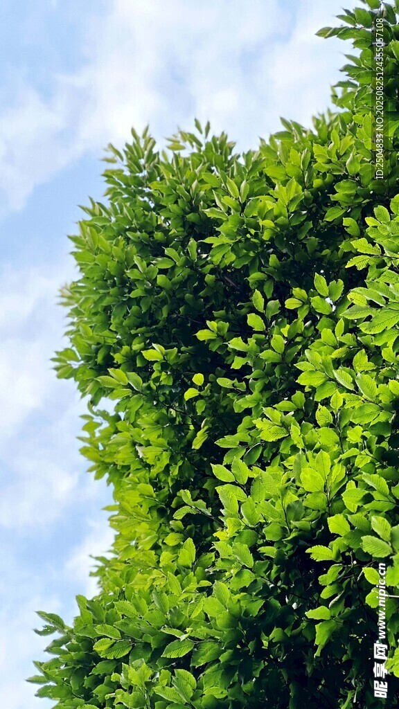 翠绿树冠映蓝天