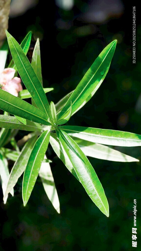 翠绿叶片的清新植物