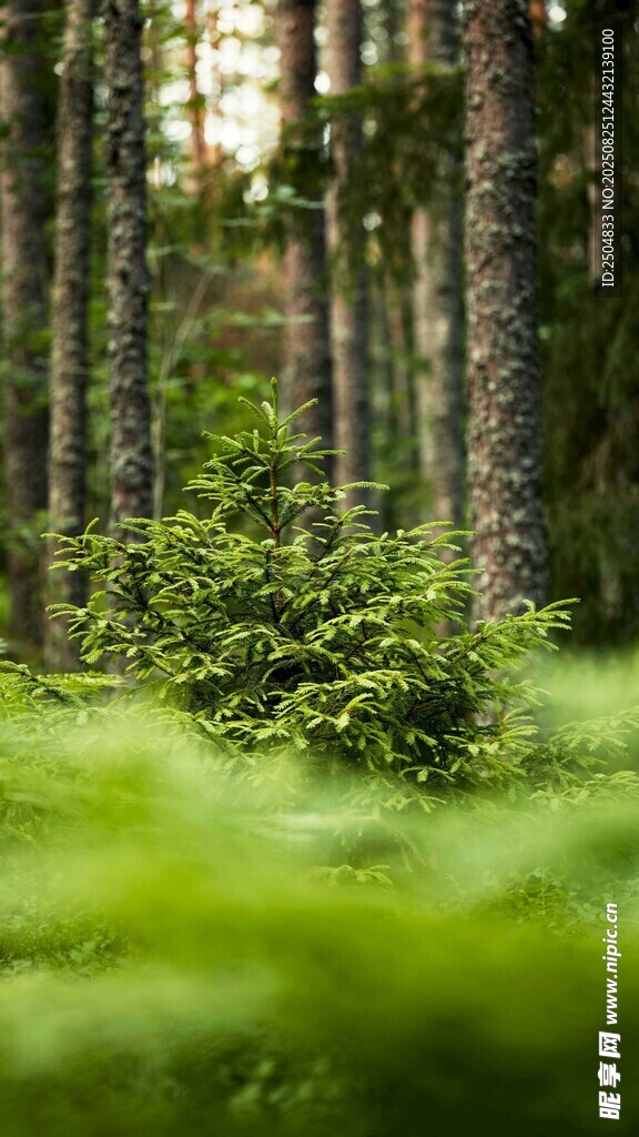 森林中的翠绿植被与树木