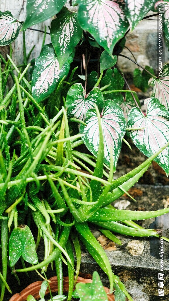 翠绿芦荟盆栽 清新自然