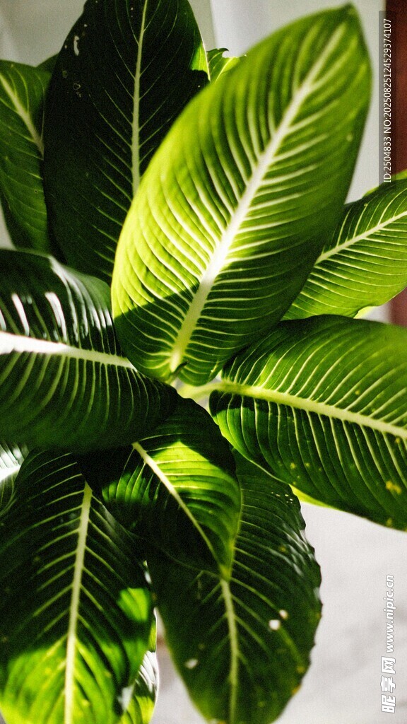 翠绿叶片的生机植物