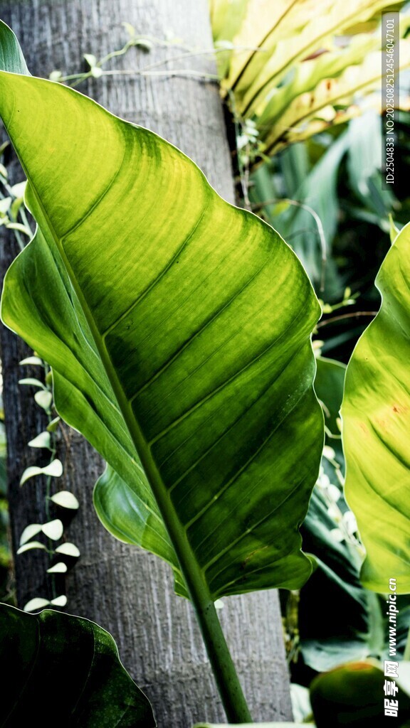 翠绿宽大的热带植物叶片