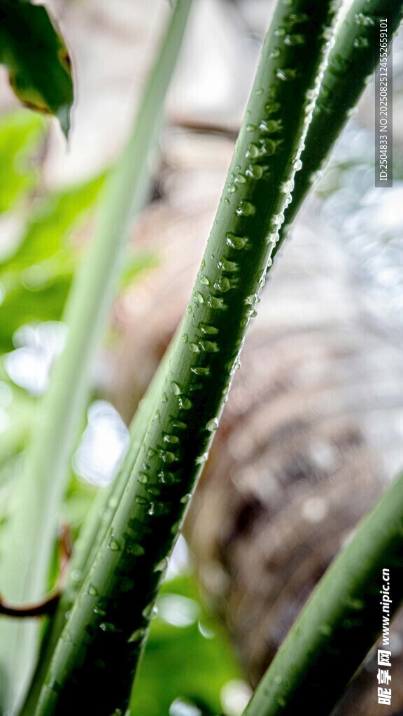 翠绿植物茎部特写