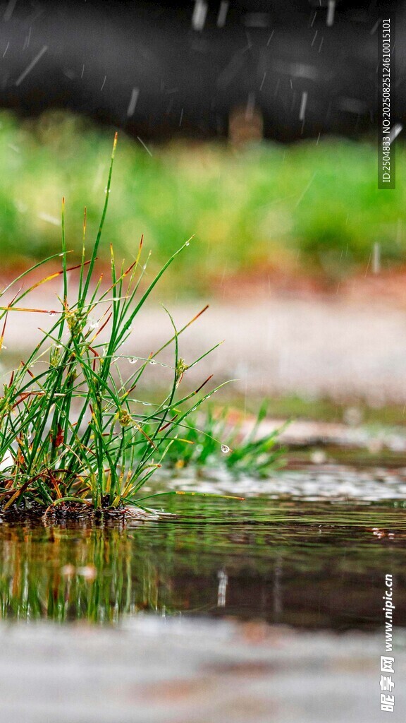雨中青草映积水