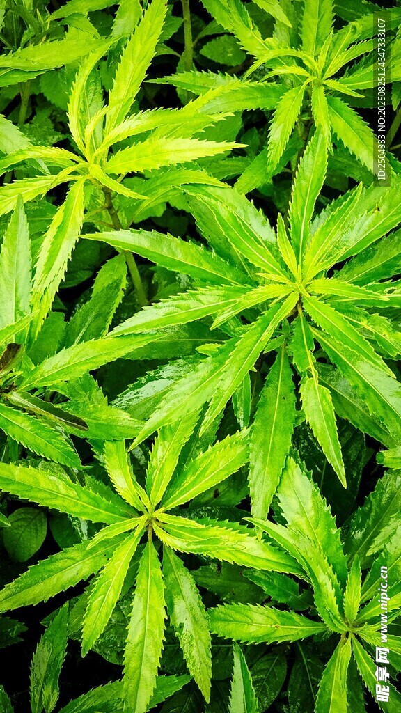 翠绿繁茂的植物叶片