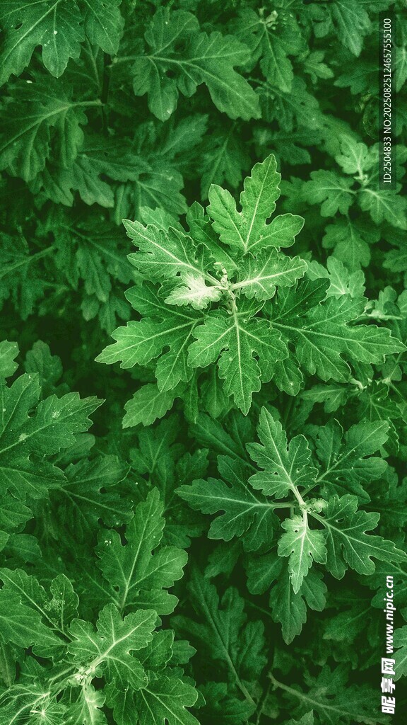 翠绿繁茂的植物叶片