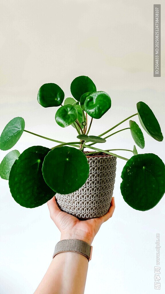手捧圆叶绿植盆栽