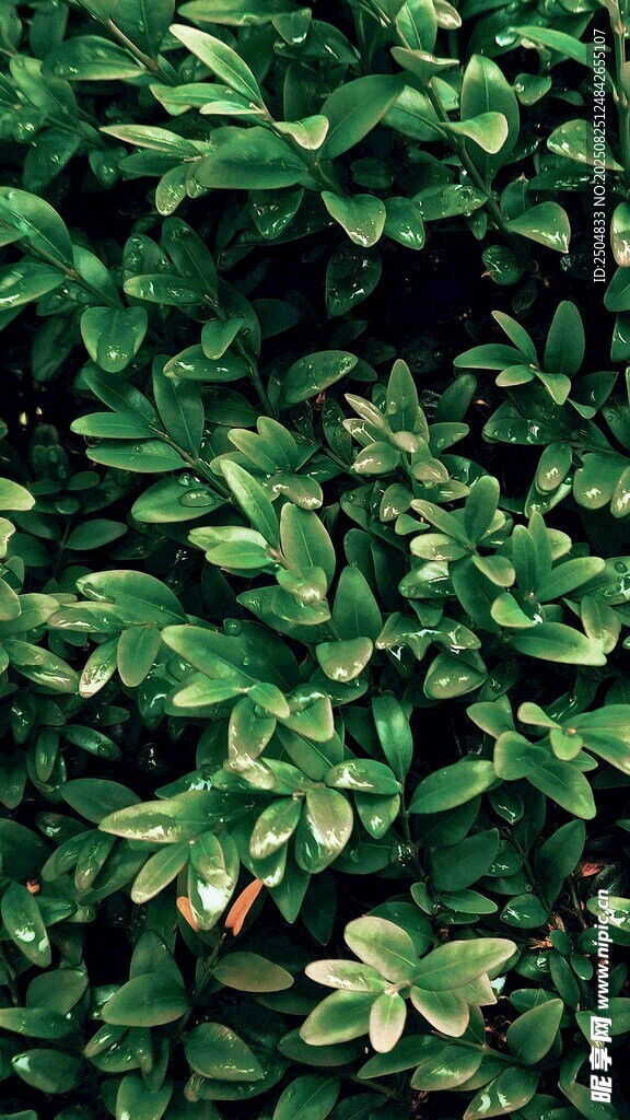 翠绿繁茂的植物叶片