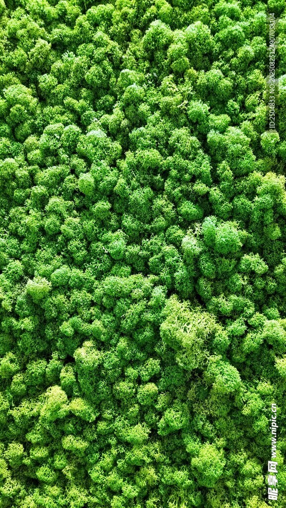 翠绿繁茂的植物墙