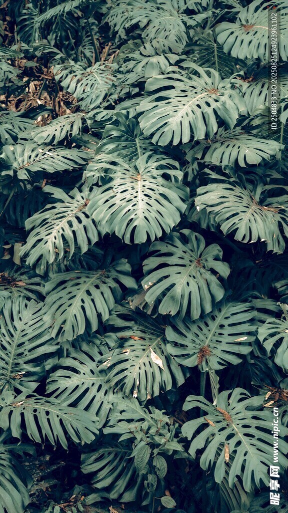 翠绿羽状叶片植物特写