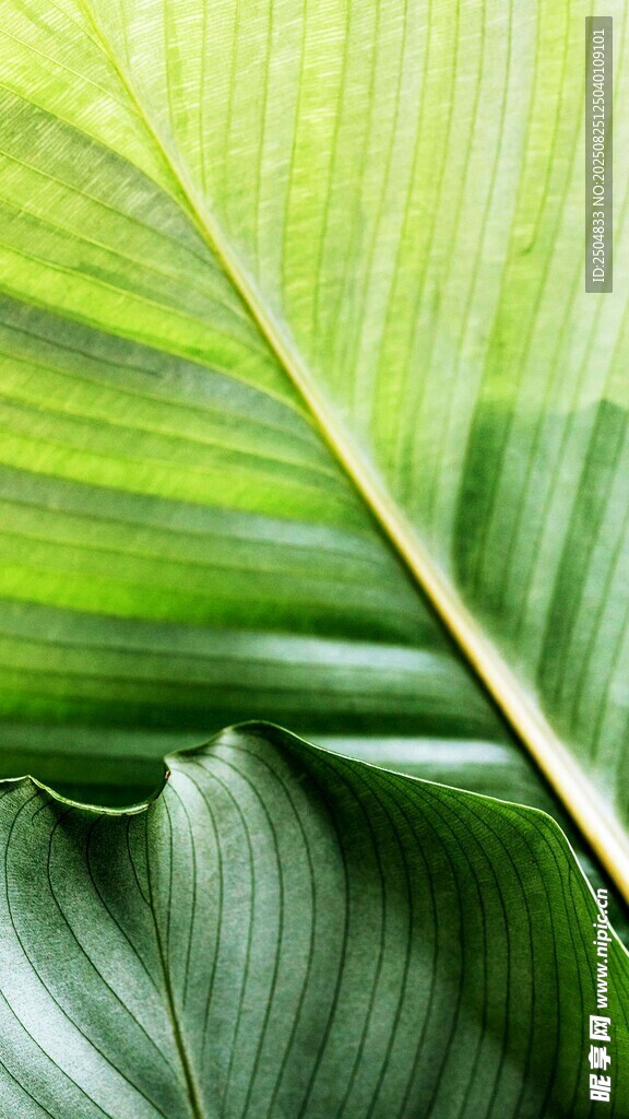 翠绿舒展的热带植物叶片