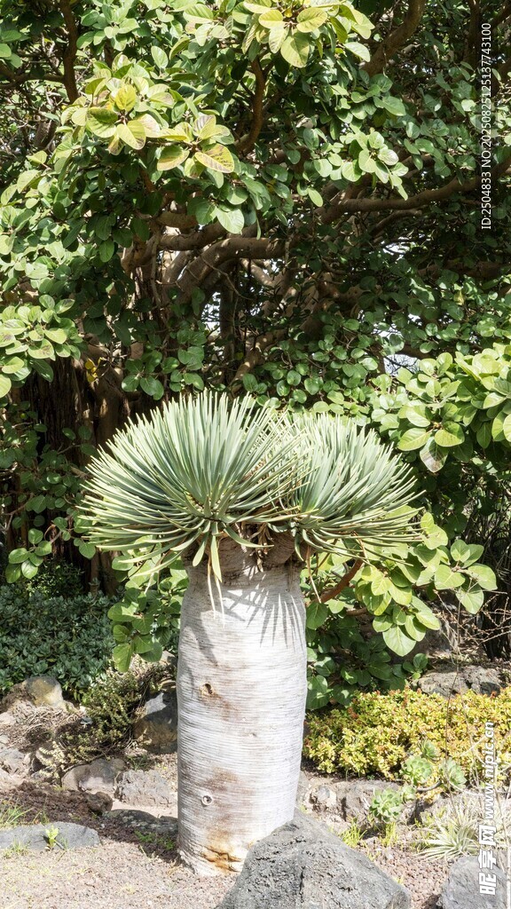 独特瓶干树 绿植景观美