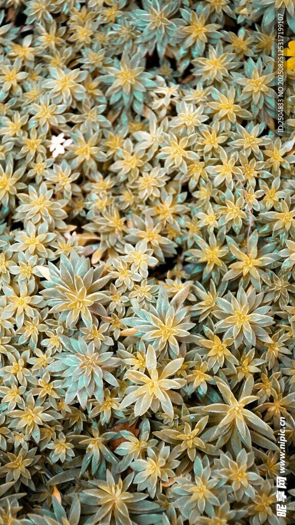 密集绽放的黄色小花