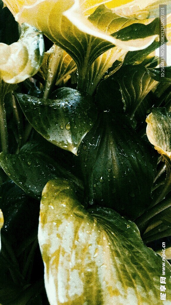 黄绿相间的叶片植物