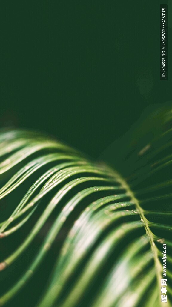 翠绿叶片的独特纹理