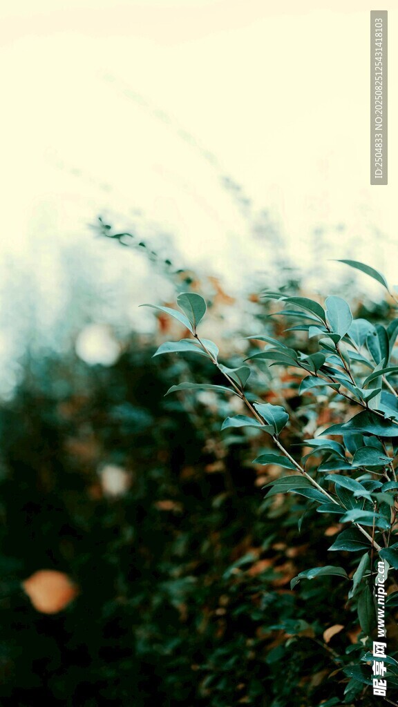 阳光下的绿植与飘落花瓣