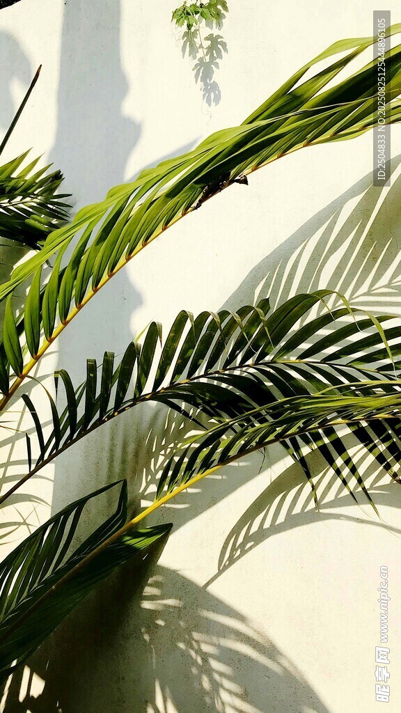室内绿植叶片特写