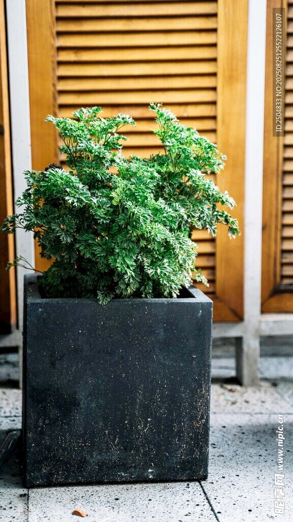 方形花盆中的翠绿植物