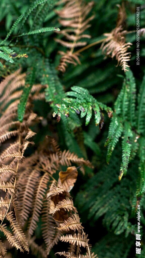 蕨类植物特写
