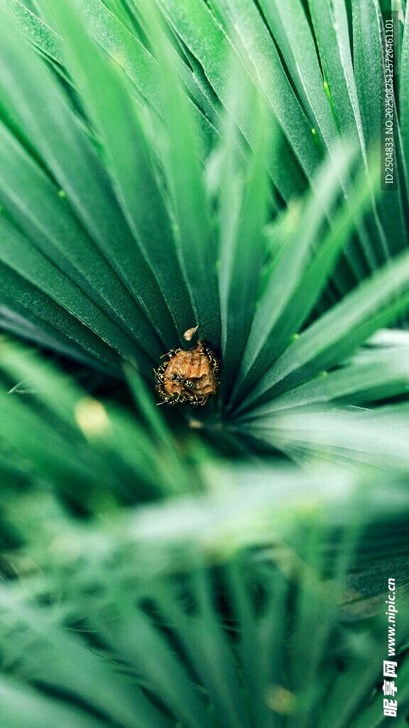 绿叶丛中的橙色小昆虫