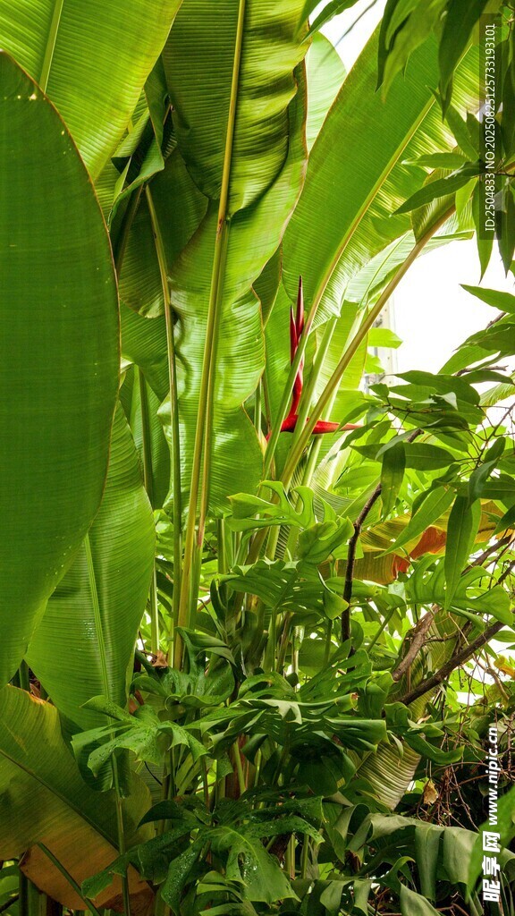 繁茂绿植景观