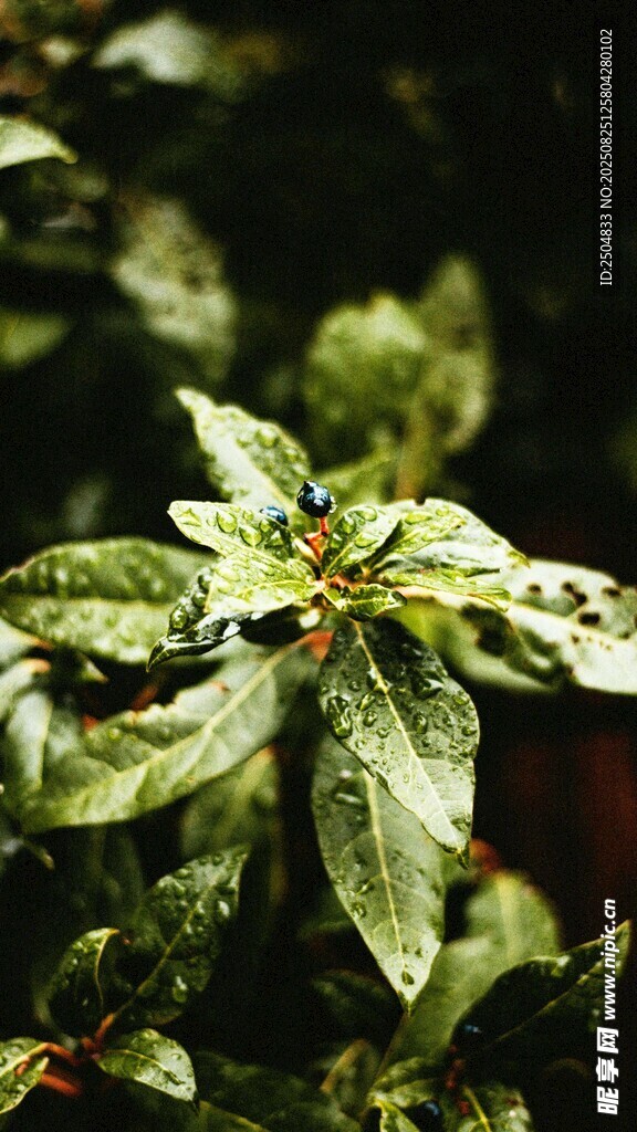 绿叶植物特写
