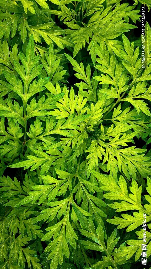 翠绿繁茂的新鲜植物叶片