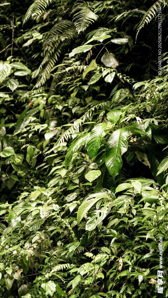 茂密绿植景观