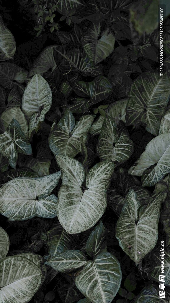 灰绿纹理叶片植物特写