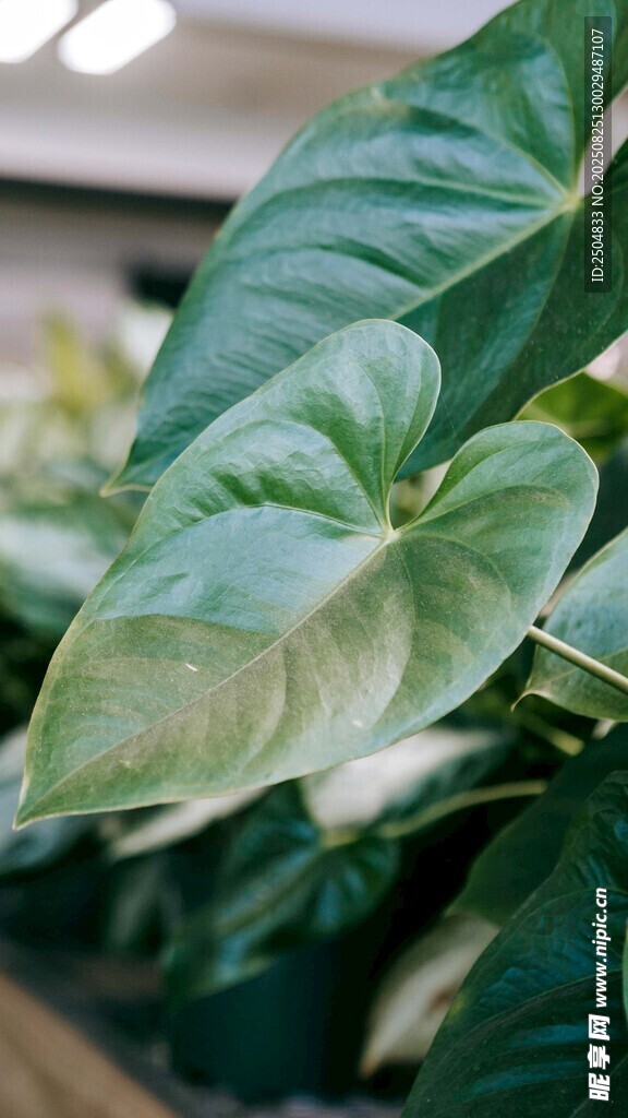 翠绿心形叶片的室内植物