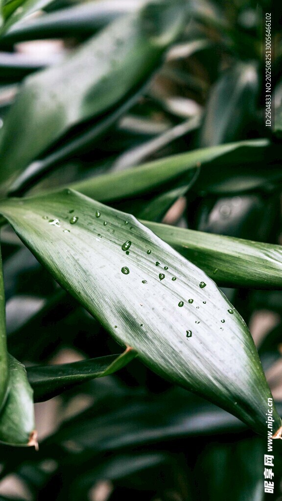 带水珠的翠绿叶片