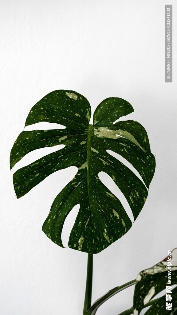 龟背竹特写叶片