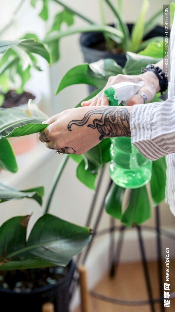 给绿植喷水养护瞬间